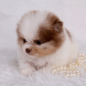 pomeranian à vendre