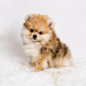 Bébé Spitz Poméranien mâle ==DISPONIBLE==