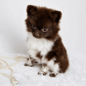 Bébé Spitz Poméranien femelle ==DISPONIBLE==