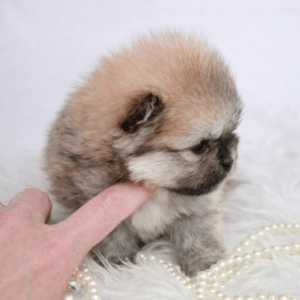 Bébé Spitz Poméranien femelle ==DISPONIBLE==