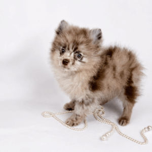 Bébé Spitz Poméranien mâle ==DISPONIBLE==