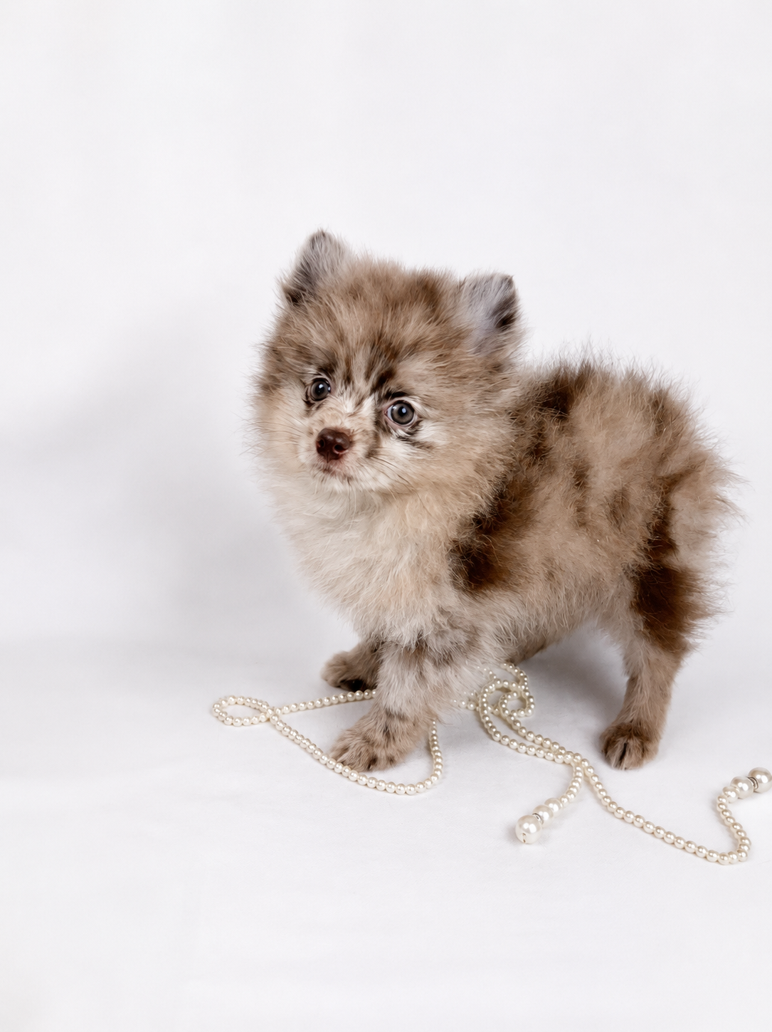 Bébé Spitz Poméranien mâle ==DISPONIBLE==