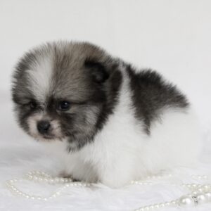 Bébé Spitz Poméranien mâle ==DISPONIBLE==