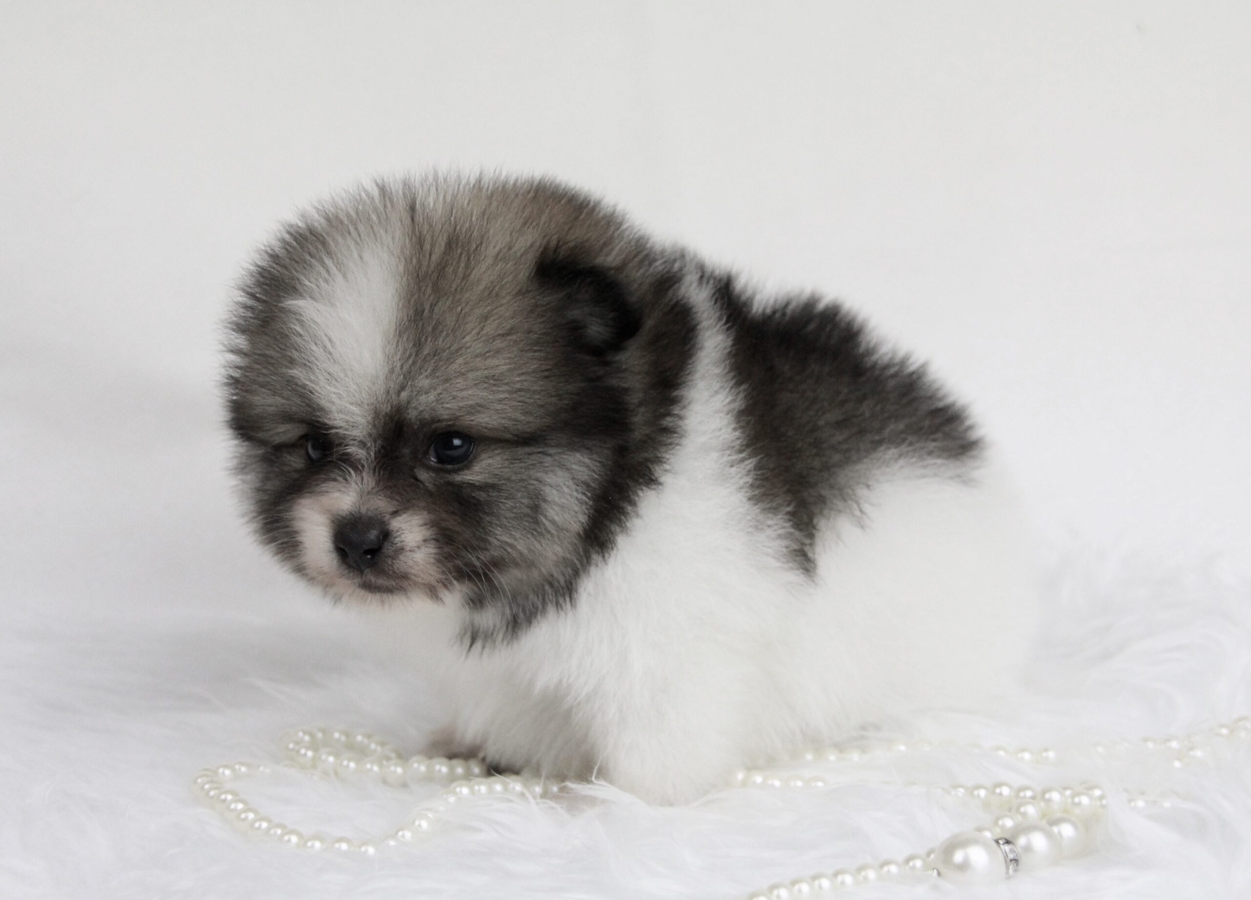 Bébé Spitz Poméranien mâle ==DISPONIBLE==