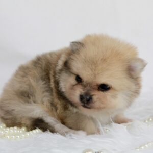 Bébé Spitz Poméranien mâle ==DISPONIBLE==