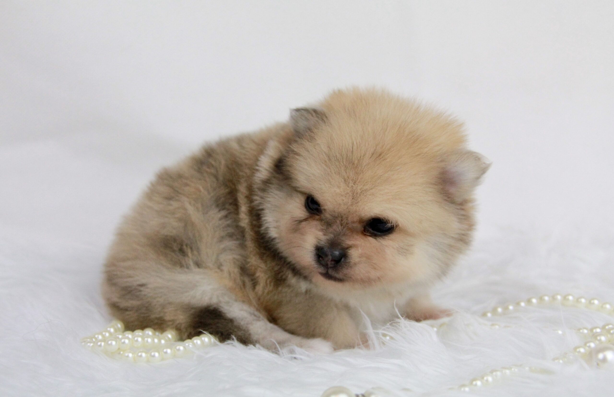 Bébé Spitz Poméranien mâle ==DISPONIBLE==