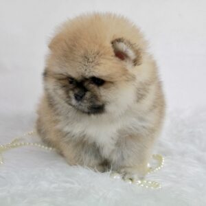 Bébé Spitz Poméranien femelle ==DISPONIBLE==