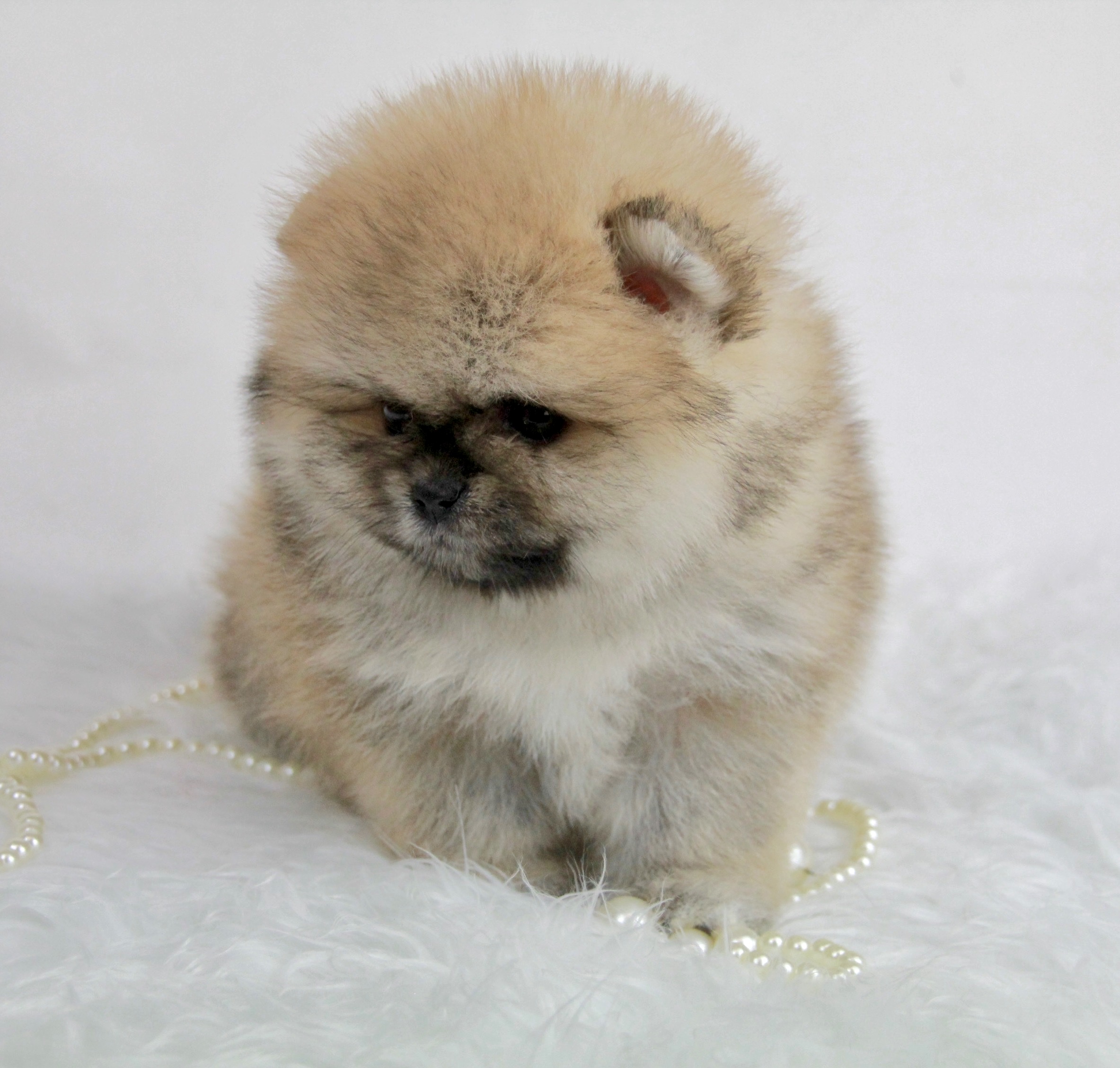 Bébé Spitz Poméranien femelle ==DISPONIBLE==
