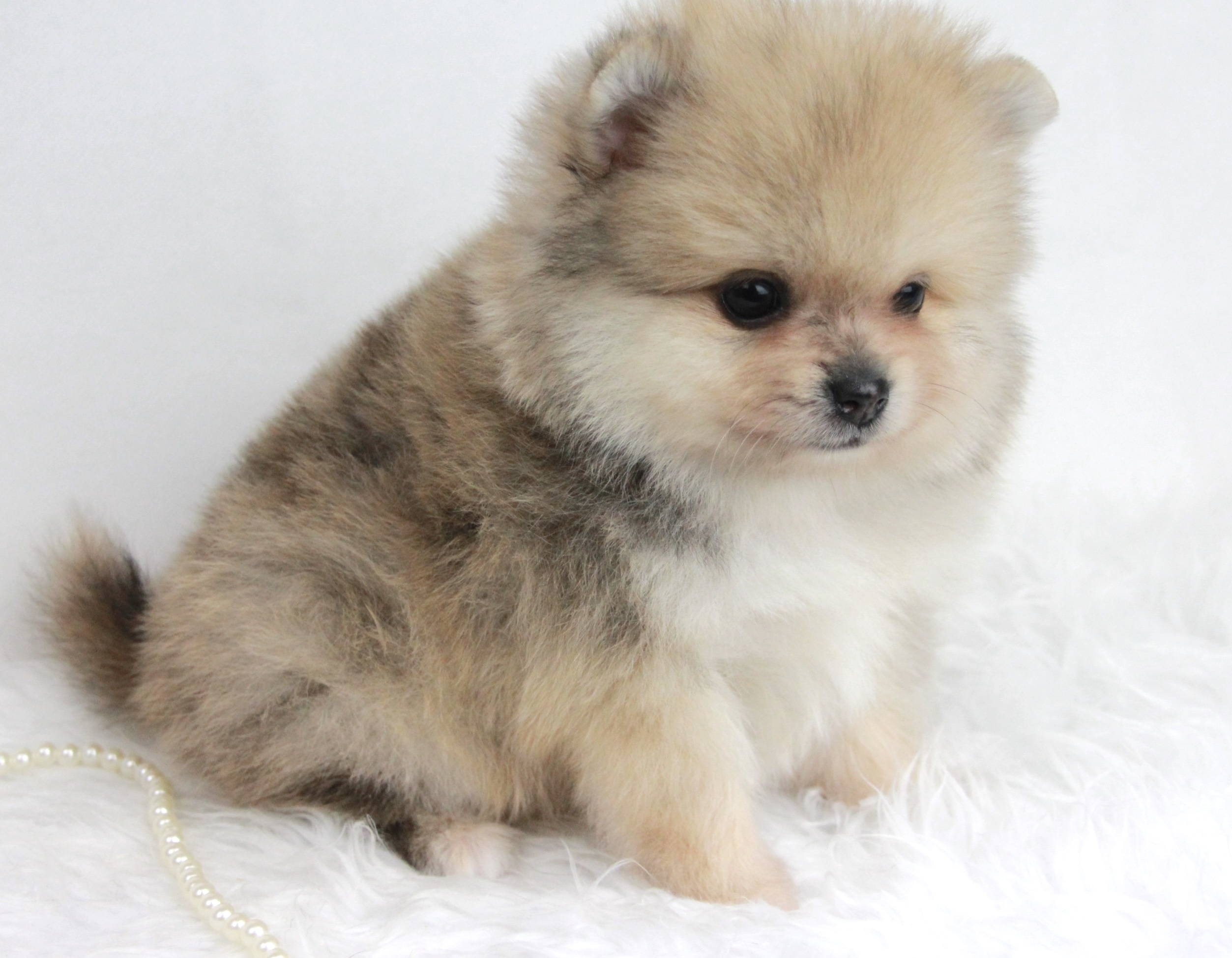 Bébé Spitz Poméranien mâle ==DISPONIBLE== – Image 2