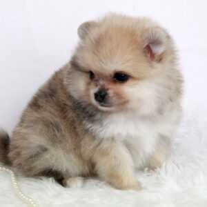 Bébé Spitz Poméranien mâle ==DISPONIBLE==