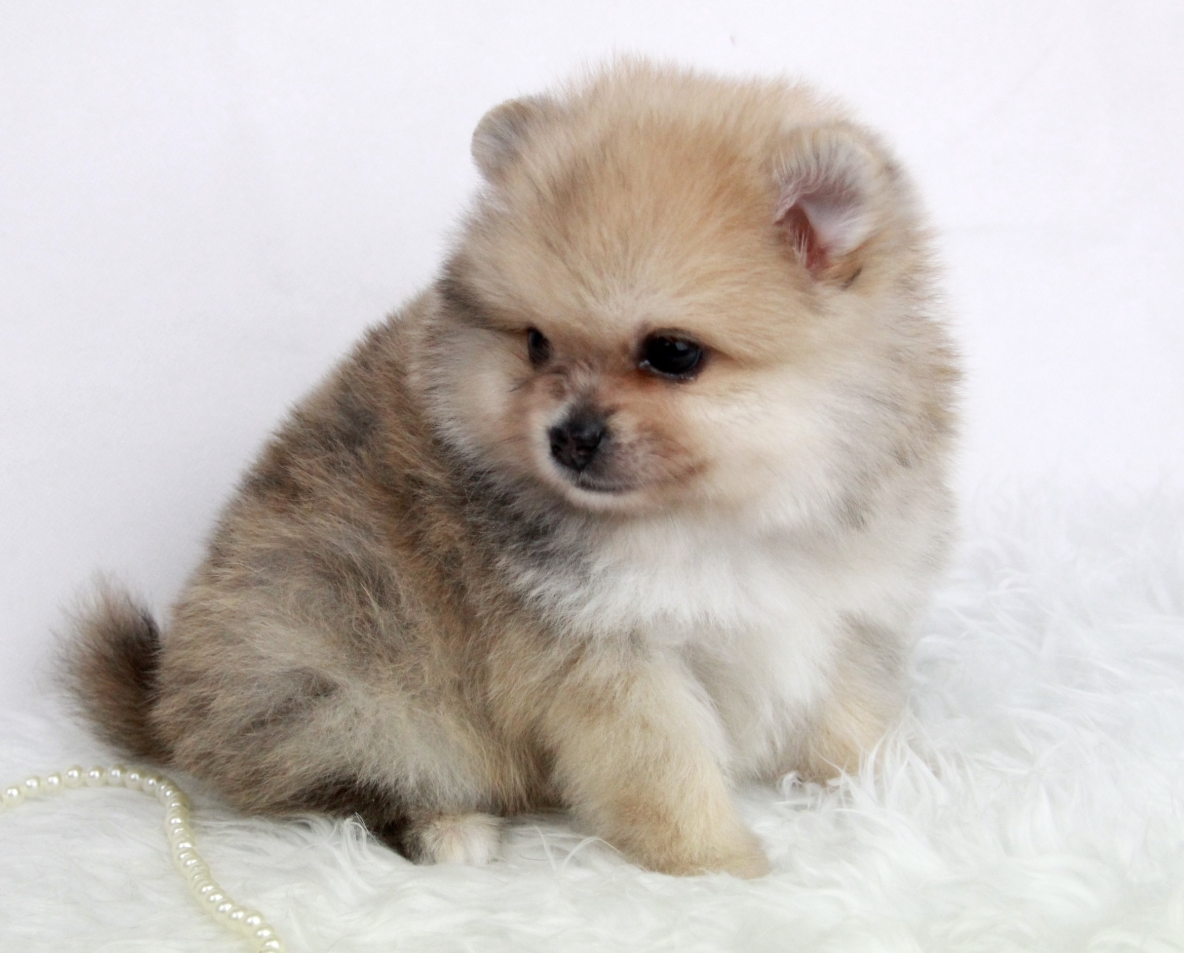 Bébé Spitz Poméranien mâle ==DISPONIBLE==