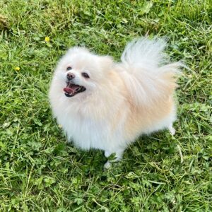 Femelle Spitz