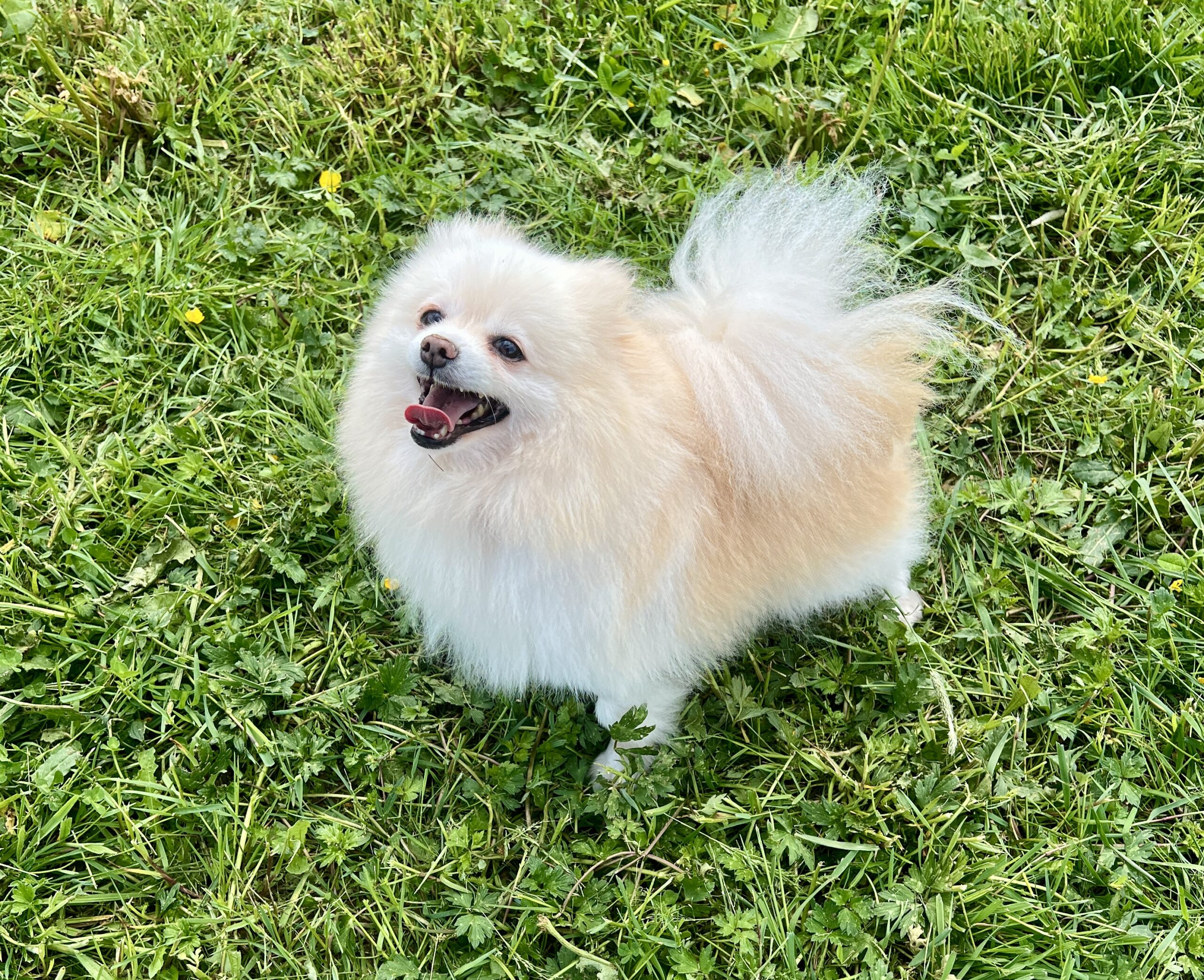 Femelle Spitz