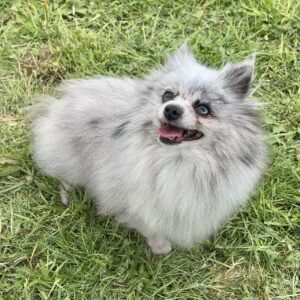 Femelle Spitz