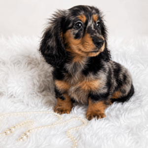 Bébé mâle teckel nain ==DISPONIBLE==