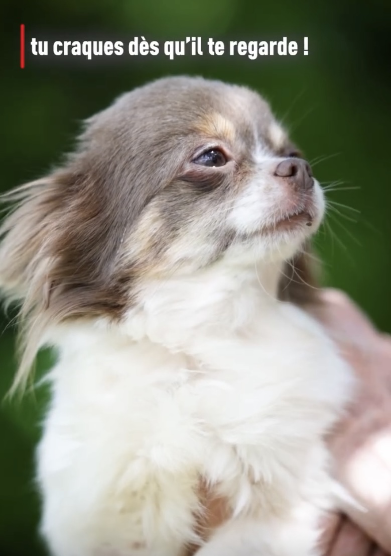 Femelle adulte Chihuahua poil long ==DISPONIBLE== – Image 3
