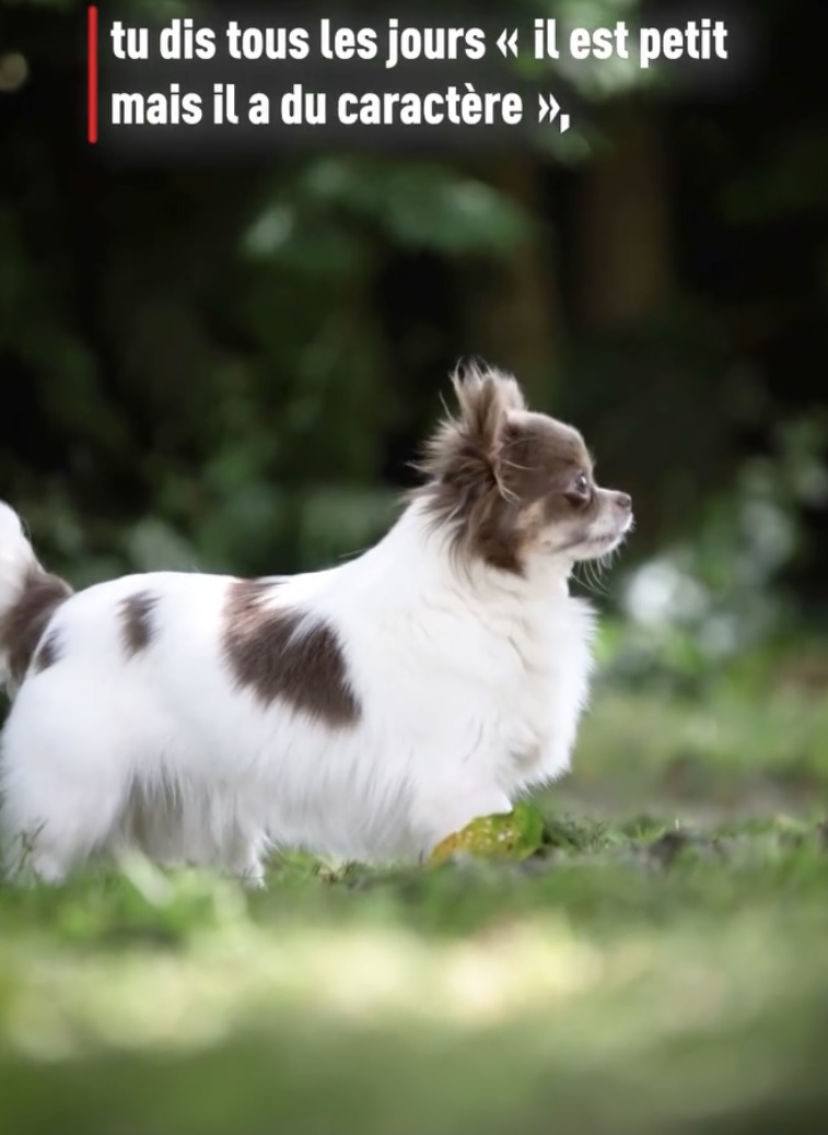 Femelle adulte Chihuahua poil long ==DISPONIBLE== – Image 2
