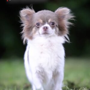 Femelle adulte Chihuahua poil long ==DISPONIBLE==