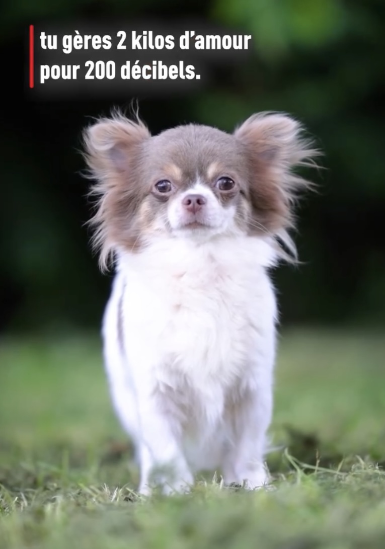 Femelle adulte Chihuahua poil long ==DISPONIBLE==