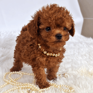 Mâle Caniche teacup ==DISPONIBLE==